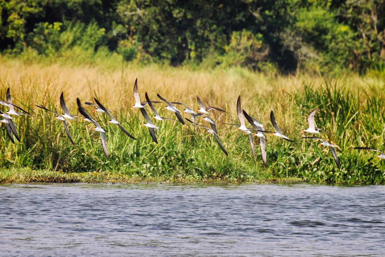 Twiga Safari Lodge Paraa المظهر الخارجي الصورة